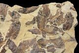 Fossil Fish (Gosiutichthys) Mortality Plate - Lake Gosiute #130017-1